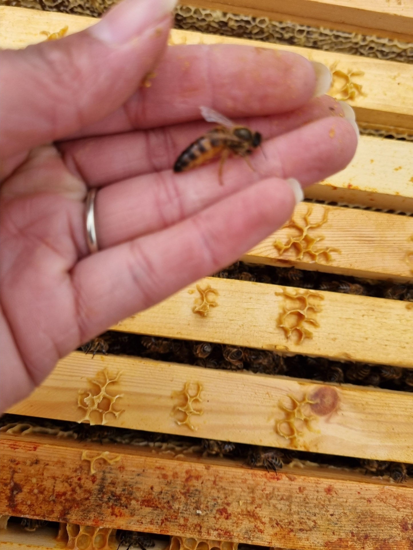 Premium Dorset Beeswax votive candles, straight from the bees (natural scent or Citronella)