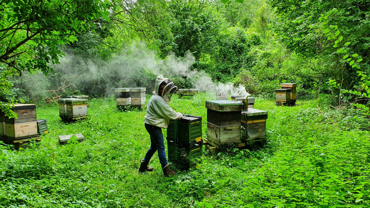 A Beekeeper in protective clothing stands in a lush green outdoor beekeeping yard, handling a beehive next to a smoker to release smoke. Several wooden beehives are visible in the field surrounded by dense foliage and plants.