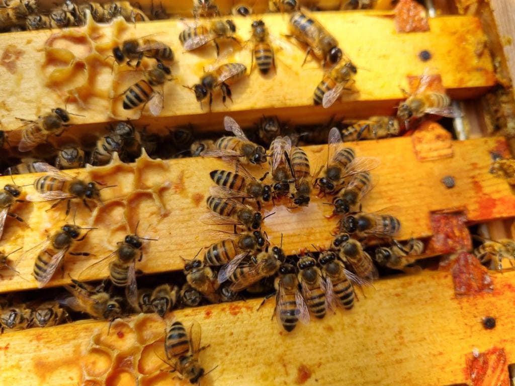 Straight from the bees, Premium handmade beeswax tealights candles Refills, Yellow beeswax. Cotton wick