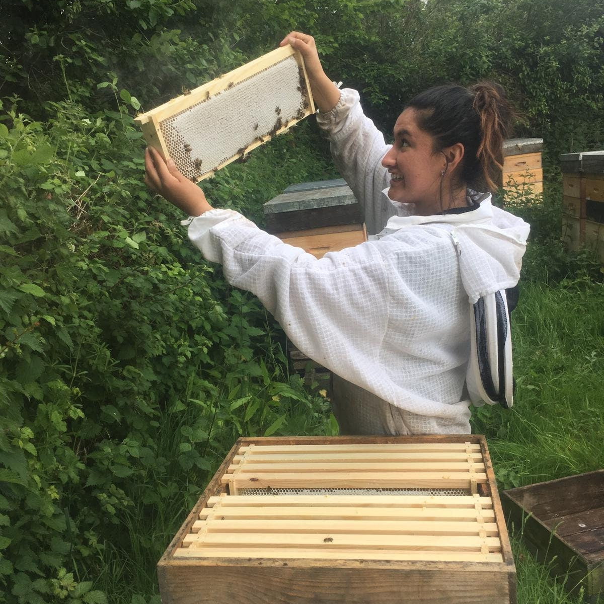 Person in a white beekeeping suit inspecting a honeycomb frame outdoors.